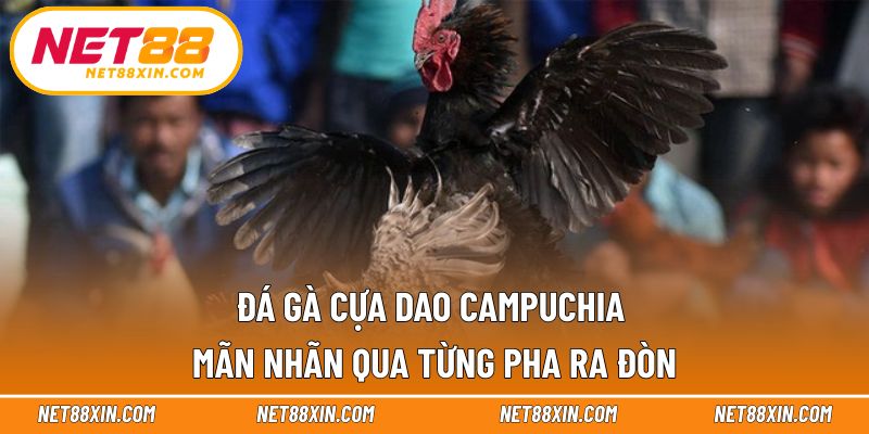 Đá gà cựa dao Campuchia