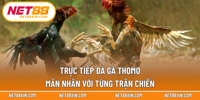 Trực tiếp đá gà Thomo