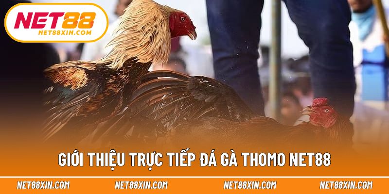 Vài nét về hình thức trực tiếp đá gà Thomo hấp dẫn